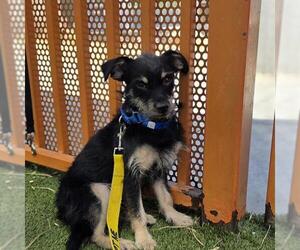 Miniature Pinscher-Unknown Mix Dogs for adoption in Las Vegas, NV, USA