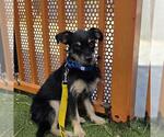 Small Miniature Pinscher Mix