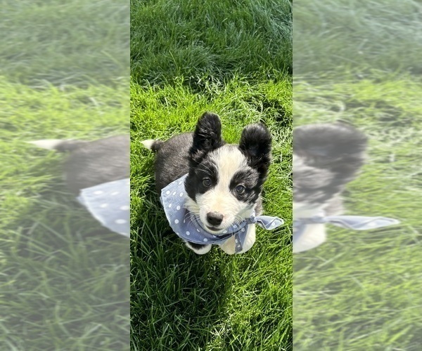 Medium Photo #4 Australian Shepherd Puppy For Sale in GREENFIELD, IN, USA