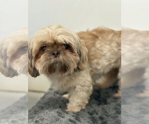 Shih Tzu Dogs for adoption in Studio City, CA, USA