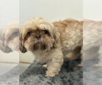 Small Shih Tzu