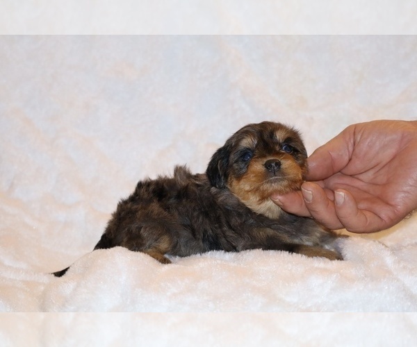 Medium Photo #12 Poodle (Toy)-YorkiePoo Mix Puppy For Sale in DYERSBURG, TN, USA