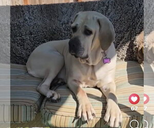 Babe - Female Brazilian Mastiff Dog for Adoption - Photo #2