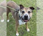 Small #1 American Staffordshire Terrier Mix