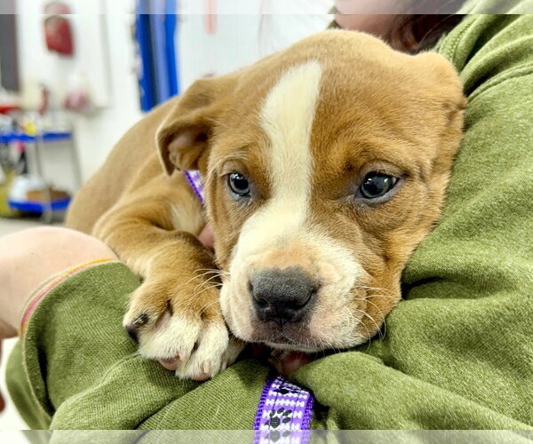 Medium Photo #1 Mutt Puppy For Sale in Shelburne, VT, USA