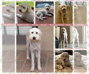 Golden Retriever-Unknown Mix Dogs for adoption in Mesa, AZ, USA