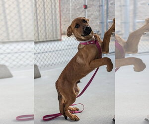 Bruno - Male Mutt Dog for Adoption - Photo #3