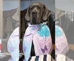 Small Photo #29 Great Dane Puppy For Sale in SAND SPRINGS, OK, USA