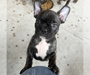 French Bulldog Puppy for sale in LAND O LAKES, FL, USA