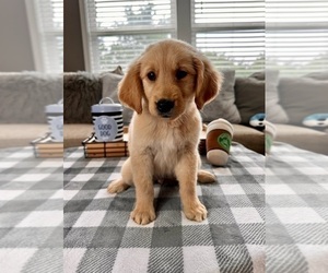 Golden Retriever Puppy for sale in INDIANAPOLIS, IN, USA
