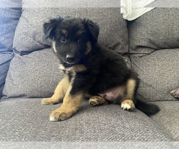 Medium Photo #19 German Shepherd Dog Puppy For Sale in YUCCA VALLEY, CA, USA