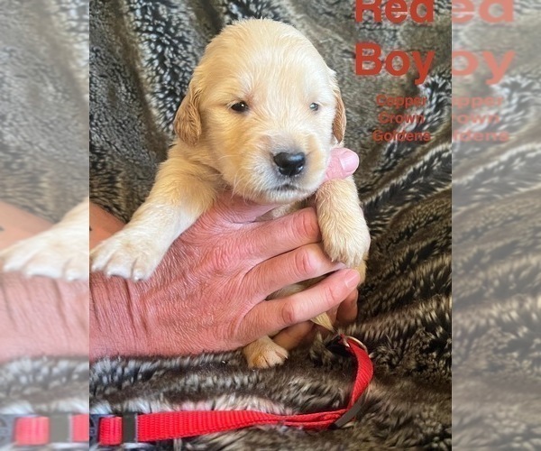 Medium Photo #6 Golden Retriever Puppy For Sale in MALAGA, WA, USA