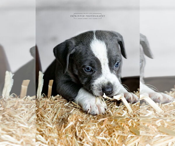 Medium Photo #4 American Pit Bull Terrier Puppy For Sale in Rockville, MD, USA