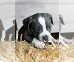 Small #3 American Pit Bull Terrier