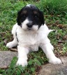 Small Photo #3 Pyredoodle Puppy For Sale in NASHVILLE, TN, USA