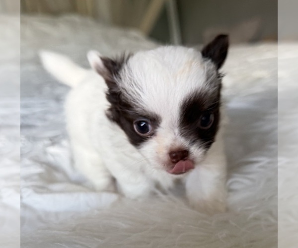 Medium Photo #3 Chihuahua Puppy For Sale in RENO, NV, USA