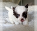 Small #2 Chihuahua