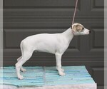 Small Photo #3 Whippet Puppy For Sale in DAVISON, MI, USA