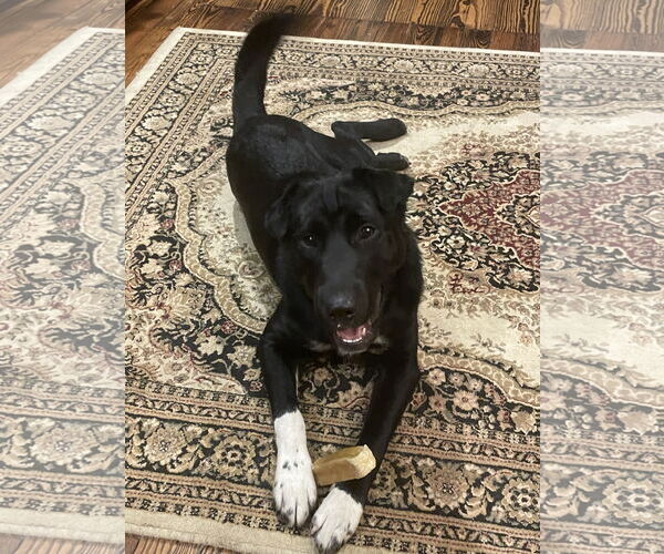 Medium Photo #2 Border Collie-Chinese Shar-Pei Mix Puppy For Sale in Rootstown, OH, USA