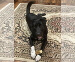 Small #1 Border Collie-Chinese Shar-Pei Mix
