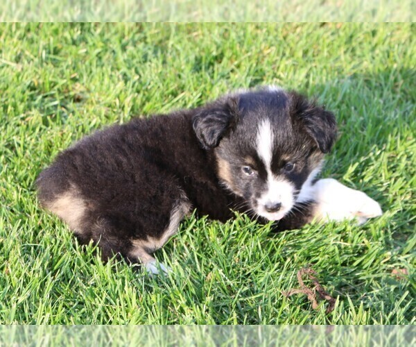 Medium Photo #1 Miniature American Shepherd Puppy For Sale in LUCK, WI, USA