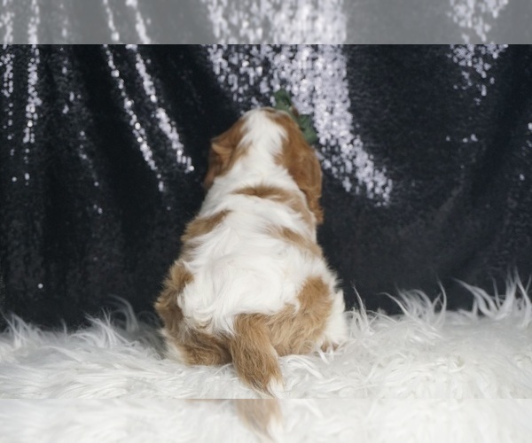 Medium Photo #5 Cavalier King Charles Spaniel Puppy For Sale in WARSAW, IN, USA
