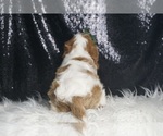 Small Photo #5 Cavalier King Charles Spaniel Puppy For Sale in WARSAW, IN, USA