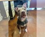 Small #2 American Pit Bull Terrier