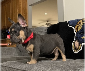 French Bulldog Puppy for sale in WEST HILLS, CA, USA