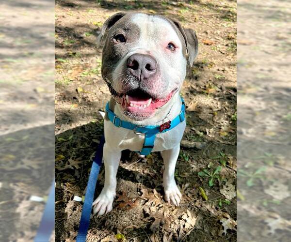 Medium Photo #2 Staffordshire Bull Terrier-Unknown Mix Puppy For Sale in Louisville, KY, USA