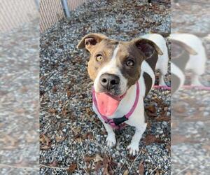 American Pit Bull Terrier-Unknown Mix Dogs for adoption in Palmetto, FL, USA