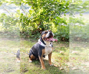 Mila - Female Mutt Dog for Adoption - Photo #14