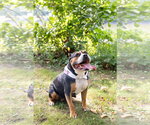 Small Photo #14 Mutt Puppy For Sale in Crete, IL, USA