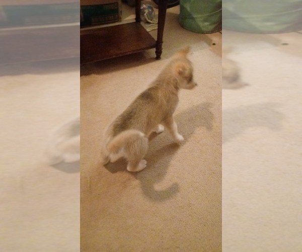 Medium Photo #3 Gerberian Shepsky Puppy For Sale in EDMORE, MI, USA