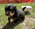 Small Photo #8 Great Bernese Puppy For Sale in IOLA, WI, USA