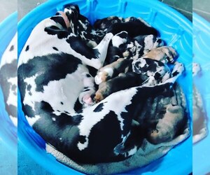 Doberman Pinscher-Great Dane Mix Puppy for sale in WALKERTOWN, NC, USA