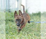 Small #12 Mutt