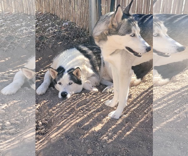Medium Photo #10 Siberian Husky Puppy For Sale in Cedar Crest, NM, USA
