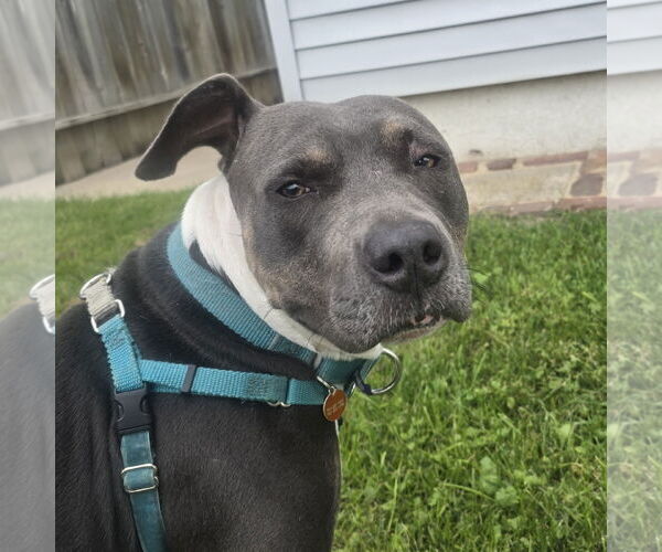 Medium Photo #8 American Pit Bull Terrier Puppy For Sale in Fargo, ND, USA