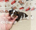 Image preview for Ad Listing. Nickname: Tiny Chip