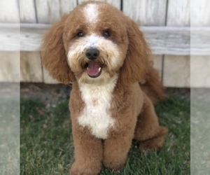 Father of the Goldendoodle-Poodle (Miniature) Mix puppies born on 07/04/2022