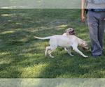 Small Photo #1 Labrador Retriever Puppy For Sale in SEARS, MI, USA