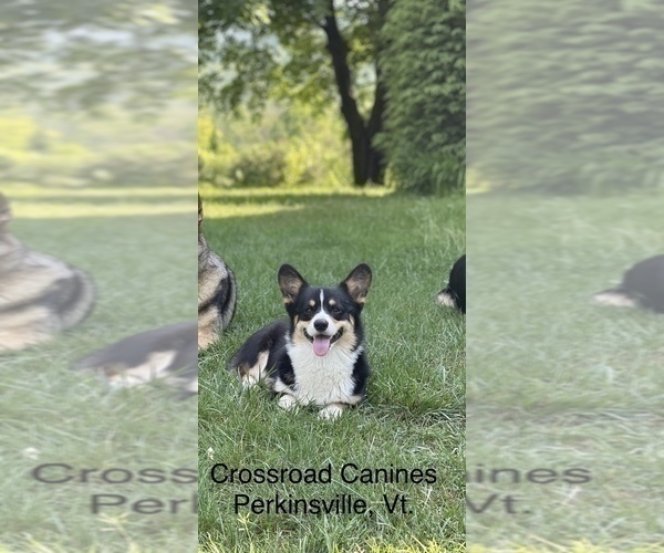Medium Photo #1 Pembroke Welsh Corgi Puppy For Sale in PERKINSVILLE, VT, USA