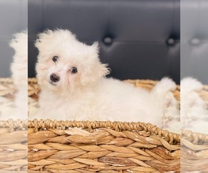 Poochon Puppy for sale in CINCINNATI, OH, USA