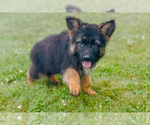 Puppy Kutcher German Shepherd Dog