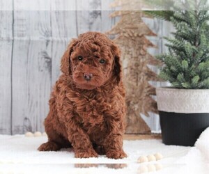 Poodle (Miniature) Puppy for sale in FREDERICKSBURG, OH, USA