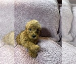 Small #2 Poodle (Miniature)