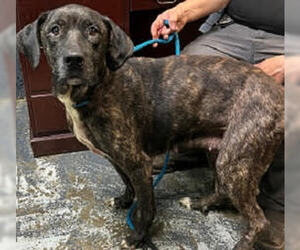 Plott Hound-Unknown Mix Dogs for adoption in Minneapolis, MN, USA