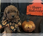 Puppy Ana Goldendoodle (Miniature)