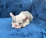 Small Photo #39 French Bulldog Puppy For Sale in MEMPHIS, TN, USA